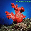 산호화장품