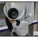 미드미동물병원 이미지