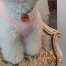 루비반지 PET SHOP 퇴계점 | [반려견인식표 추천] 우드라 가볍고 자석으로 편리한 루비반지 PET SHOP 인디안 인식표
