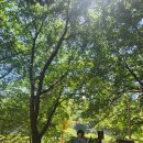 천변3호 이미지