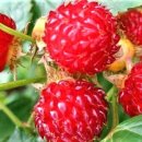 산딸기 이미지