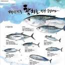 2002참치 이미지