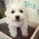 아름다운동행의원 | 인형이야 강아지야? 요즘 가장 핫한 하이브리드 믹스견 종류 총정리! 말티푸·폼스키·골든두들까지 🐶
