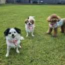 호야별 애견유치원 이미지