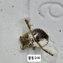 26년 05월 25일(월) 삼락생태공원 수서생물 역량강화교육 이미지