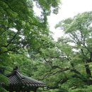 홍화문작은도서관 | 서울 가볼만한 곳. 500년 역사의 조선왕실 정원인 창덕궁 후원 ㅣ 부용정, 옥류천, 연경당