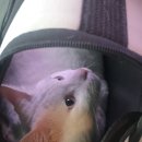 야옹아 놀자 포항점 이미지