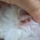 Dr.오즈동물병원 이미지