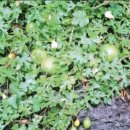 하늘타리 이미지