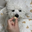 멍냥펀치 네이버블로그