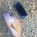 용담낚시터 | 영흥도 낚시, 용담바다 낚시터 후기 :)