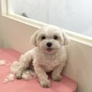 보앤벨 네이버블로그