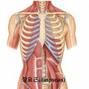 허리통증·디스크·측만증, 장요근(Iliopsoas) Trigger Point 촉진과 이완!! 이미지