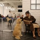 데일리펫 위드독스 이미지