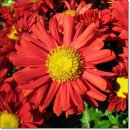 국화(빨강)(Chrysanthemum) 이미지
