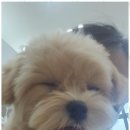 아지묭실 이미지