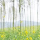 섬진강대숲길 이미지