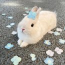 토실 토실 이미지