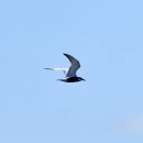 몽골의 새69 - Whiskered tern(구레나룻제비갈매기) 이미지