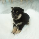 내품에 강아지 이미지