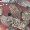 GS25삼길포항점 이미지