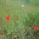 진교 메타세쿼이아길 이미지