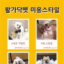 왈가닥펫 이미지