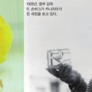 카나리아 이미지