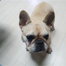씽크독스쿨 이미지