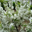 한국의정원 이미지