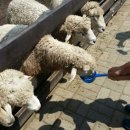 유나목장 이미지