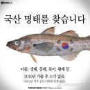 명태