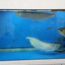 어항카센타 이미지