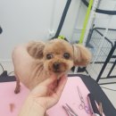 멍냥샤워 네이버블로그