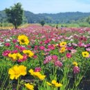 가느래이설길(임동면) 이미지