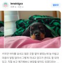 카니훈트 | 카니헨닥스훈트 전문견사 정보 모음