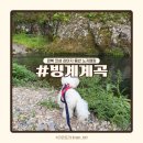 경북 의성 노지 차박 캠핑 장소 빙계계곡 애견동반 방문 후기