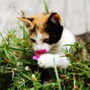 행복한고양이 이미지