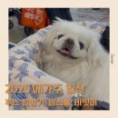 2025 펫페어 부스 강아지 간식 장난감 메가주 바잇미 페스룸