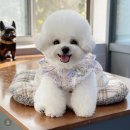 퍼피블러썸