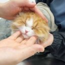 인천종합동물병원 이미지