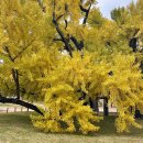 세븐일레븐 달성구지대로점 | 대구 달성군 가볼 만한 곳 도동서원 은행나무 실시간