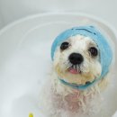 러브썸그루밍샵 이미지