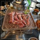 동갈매기 이미지