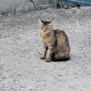 요한 민박 이미지