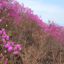 경남 무학산 진달래 꽃등산 아주 절정입니다 이미지