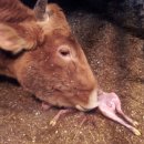 람세스한우농장 이미지