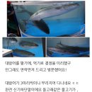 회조비 | 고양 원신동 방어 철에 대방어맛집 회조비 횟집 후기확인