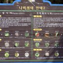 안개꽃정원 이미지