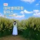 부산강서세무서 공중화장실 | 부산 가볼만한곳 대저생태공원 팜파스 군락지 가을 나들이